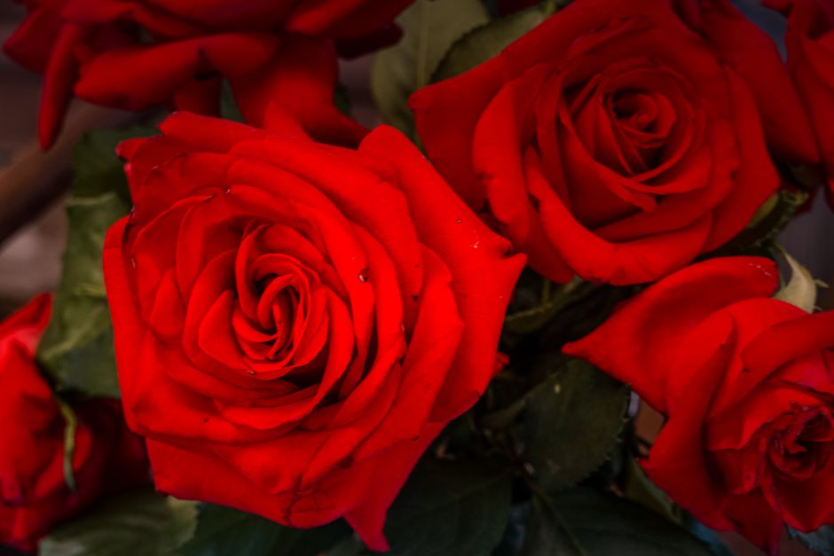 La symbolique des roses : couleurs et messages